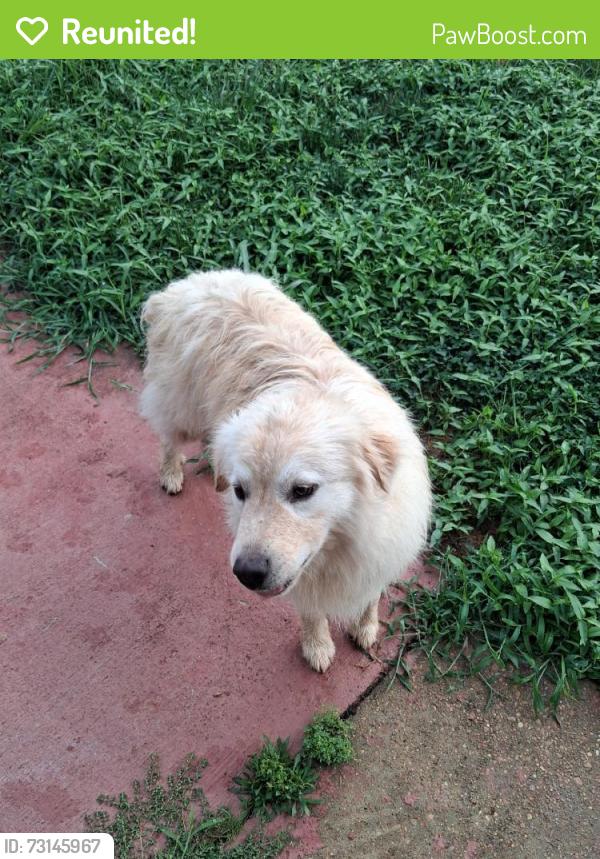 Reunited Male Dog last seen Near Rolling Fields Dr, Memphis, TN 38134, USA, Memphis, TN 38134