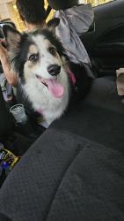 Found/Stray Female Dog last seen Kellum Drive and Mills Road, Indianapolis, IN 46183