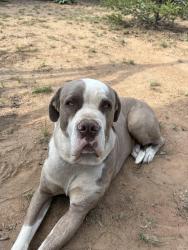 Reunited Male Dog last seen Hardly rd, Tijeras, NM 87059