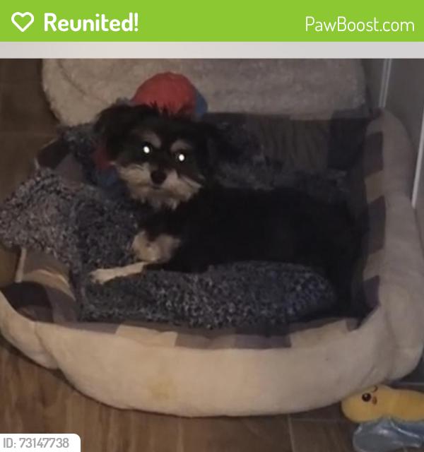 Reunited Female Dog last seen Stewart Ave & N Linn Ln, Sunrise Manor, NV 89110, USA, Sunrise Manor, NV 89110