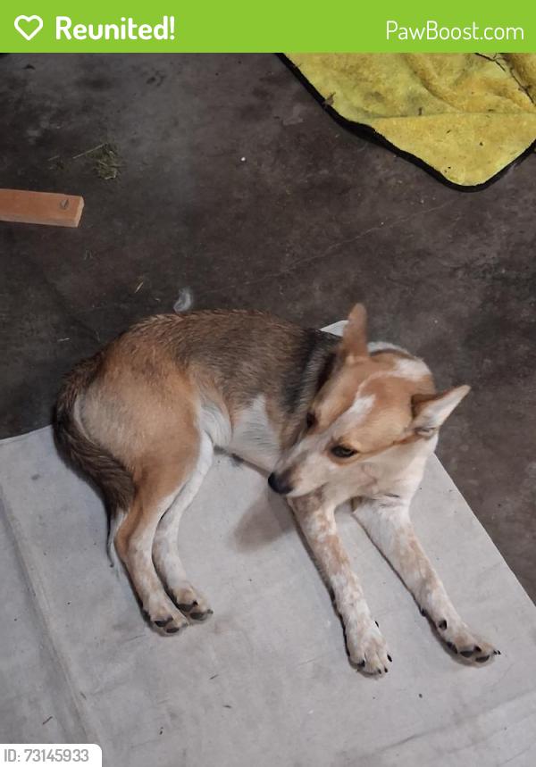 Reunited Female Dog last seen Near Rolling Fields Dr, Memphis, TN 38134, USA, Memphis, TN 38134