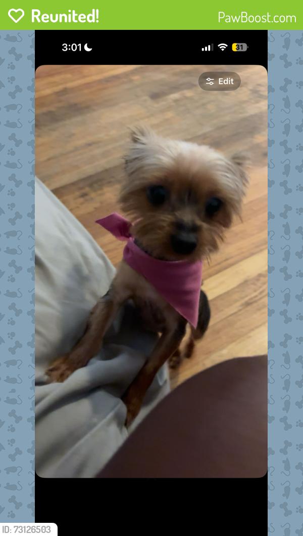 Reunited Female Dog last seen Halsted, Chicago, IL 60621
