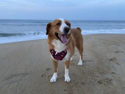 Reunited Female Dog last seen Mountain Laurel Drive, Gretna Green Lane, Saul’s Road, Raleigh, NC 27603
