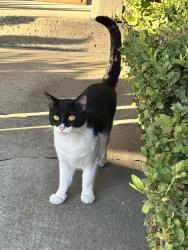 Found/Stray Male Cat last seen 29th Avenue & E. 10th Street, Oakland CA. 94601, Oakland, CA 94606