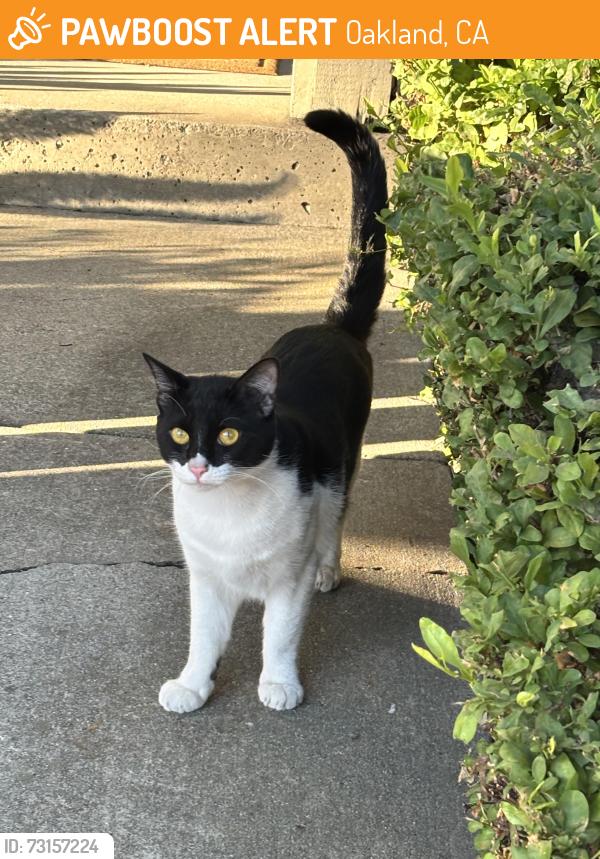 Found/Stray Male Cat last seen 29th Avenue & E. 10th Street, Oakland CA. 94601, Oakland, CA 94606