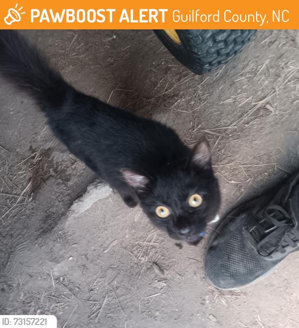 Found/Stray Unknown Cat last seen Kivett Dr / Drake Rd, Guilford County, NC 27406