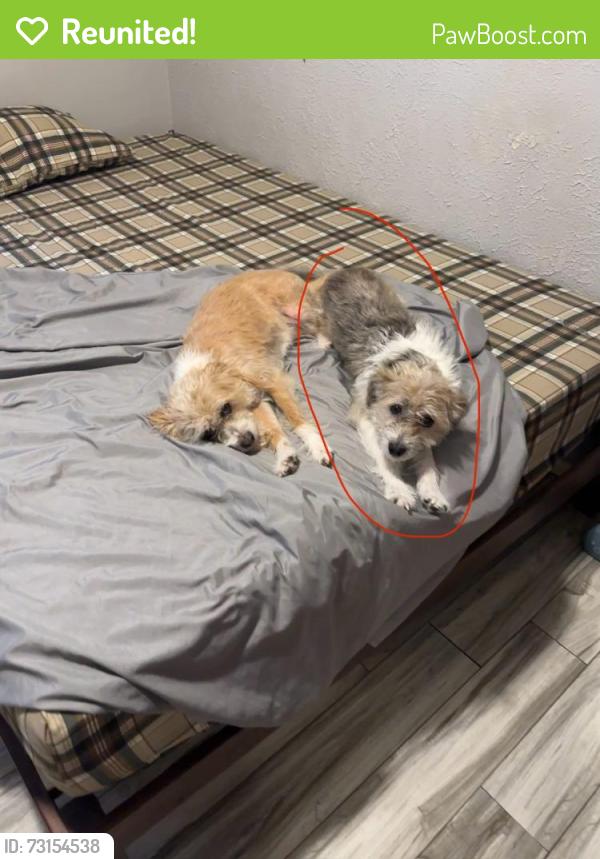 Reunited Female Dog last seen Harmon and S sandhill Rd, Las Vegas, NV 89121