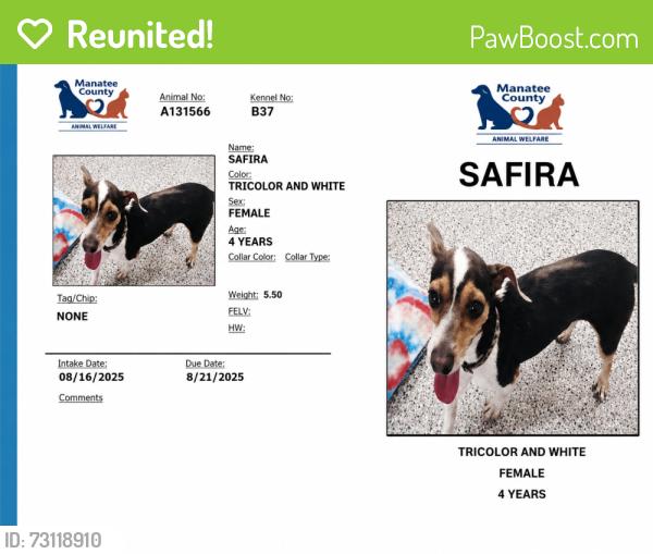 Reunited Female Dog last seen Circle K, Lockhart, FL 32810
