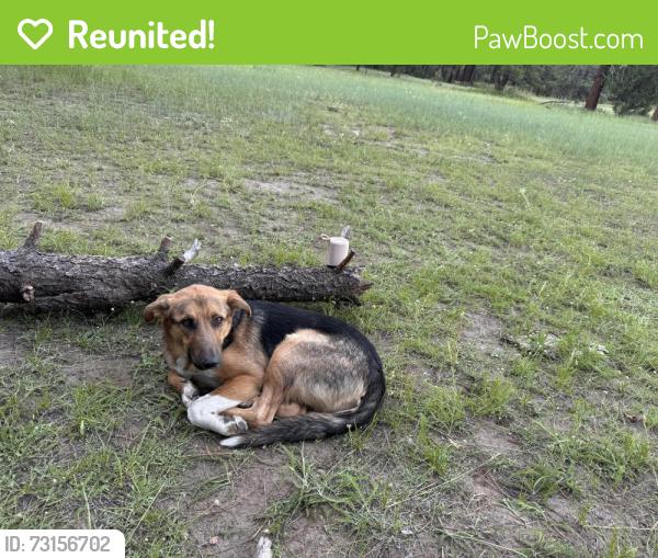 Reunited Male Dog last seen Academy hills park, Albuquerque, NM 87111
