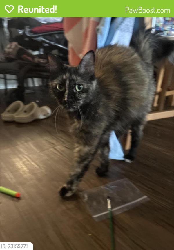 Reunited Female Cat last seen At the terraces apmts, Escondido, CA 92026