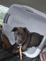 Reunited Female Dog last seen Se Welch road and chase road, Gresham, OR 97080