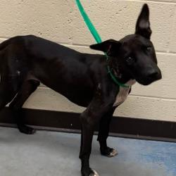 Shelter Stray Male Dog last seen , 2350 Appling City Cove, Memphis, TN 38133, USA