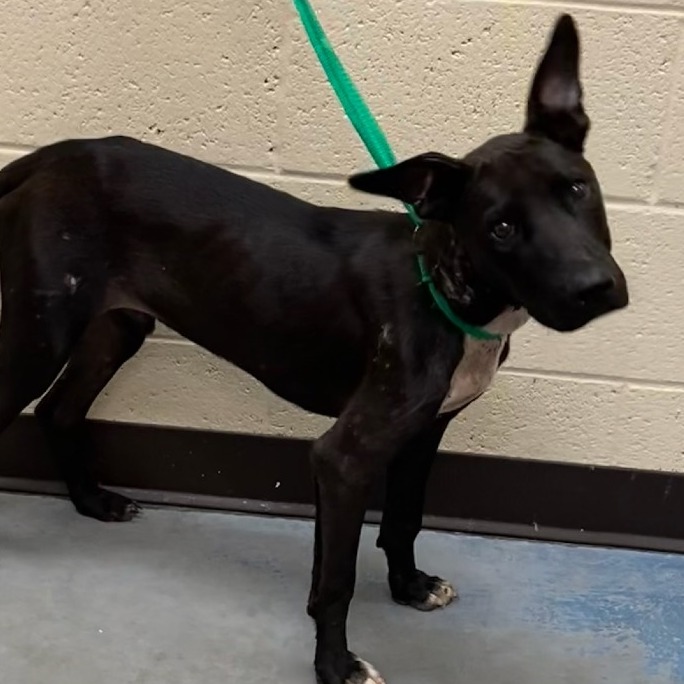 Shelter Stray Male Dog last seen , 2350 Appling City Cove, Memphis, TN 38133, USA