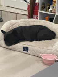 Reunited Male Dog last seen Gilroy sports park, Gilroy, CA 95020