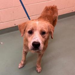 Shelter Stray Male Dog last seen , 2350 Appling City Cove, Memphis, TN 38133, USA