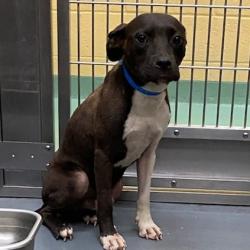 Shelter Stray Male Dog last seen , 2350 Appling City Cove, Memphis, TN 38133, USA