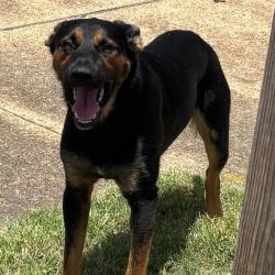 Shelter Stray Female Dog last seen , 2350 Appling City Cove, Memphis, TN 38133, USA