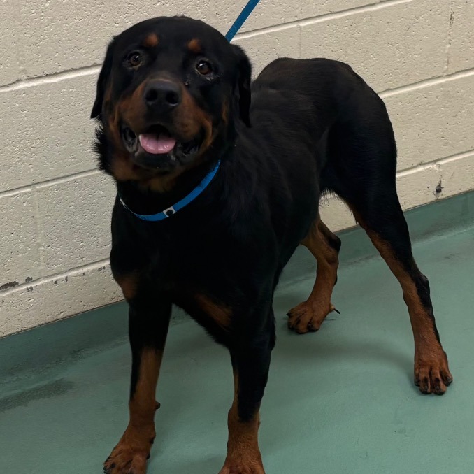 Shelter Stray Male Dog last seen , 2350 Appling City Cove, Memphis, TN 38133, USA