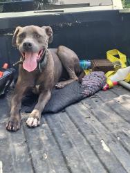 Found/Stray Male Dog last seen 81st & 273rd, Wagoner County, OK 74014