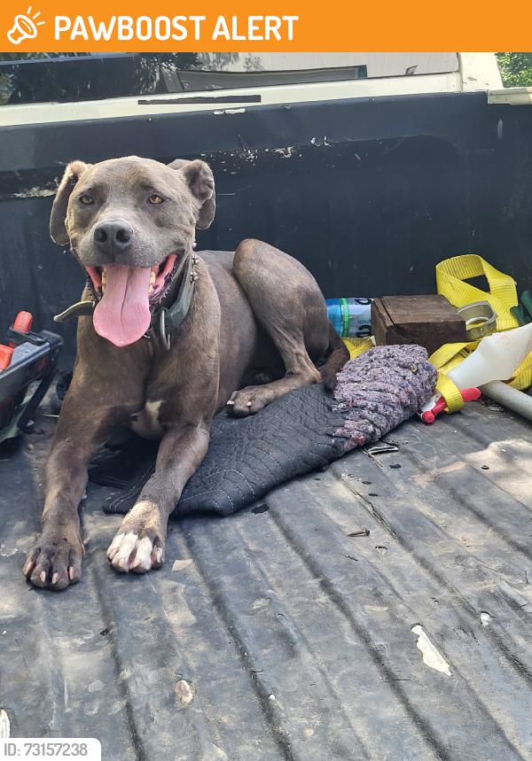 Found/Stray Male Dog last seen 81st & 273rd, Wagoner County, OK 74014