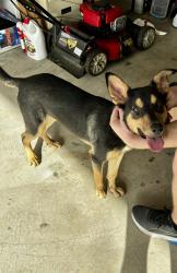 Found/Stray Male Dog last seen Westgreen and Bridgeland Creek Pkwy, Cypress, TX 77433