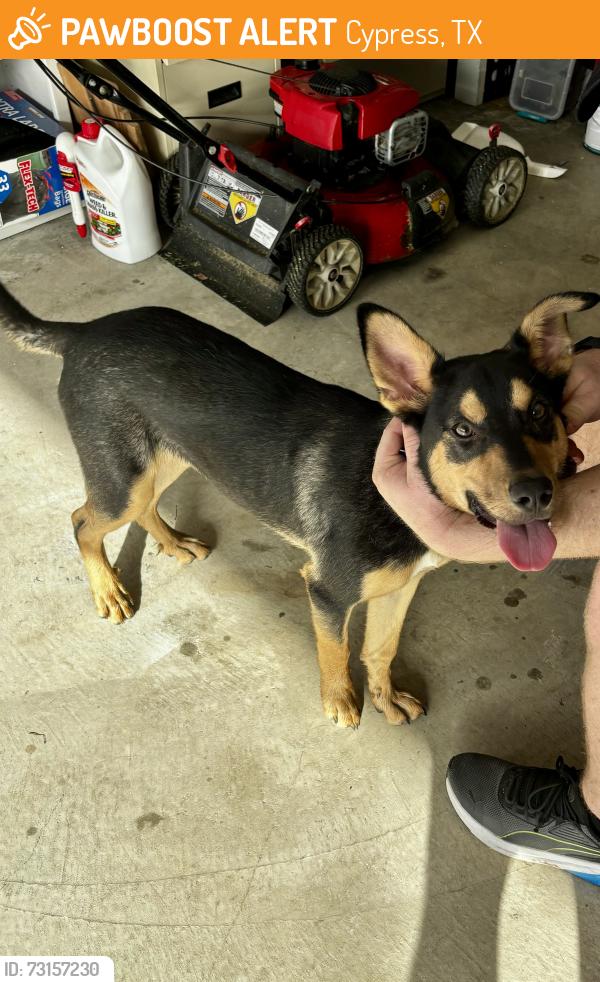 Found/Stray Male Dog last seen Westgreen and Bridgeland Creek Pkwy, Cypress, TX 77433