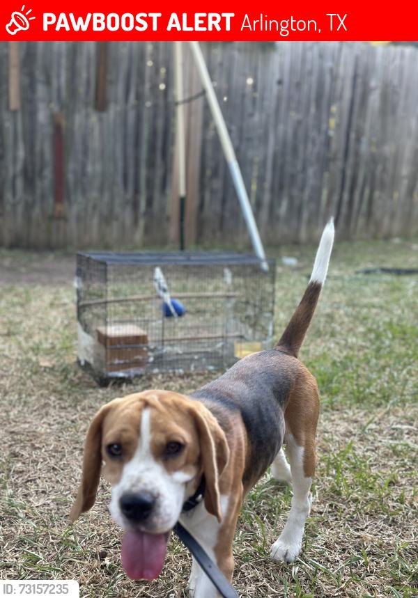 Lost Male Dog last seen Juniper / Matlock, Arlington, TX 76018