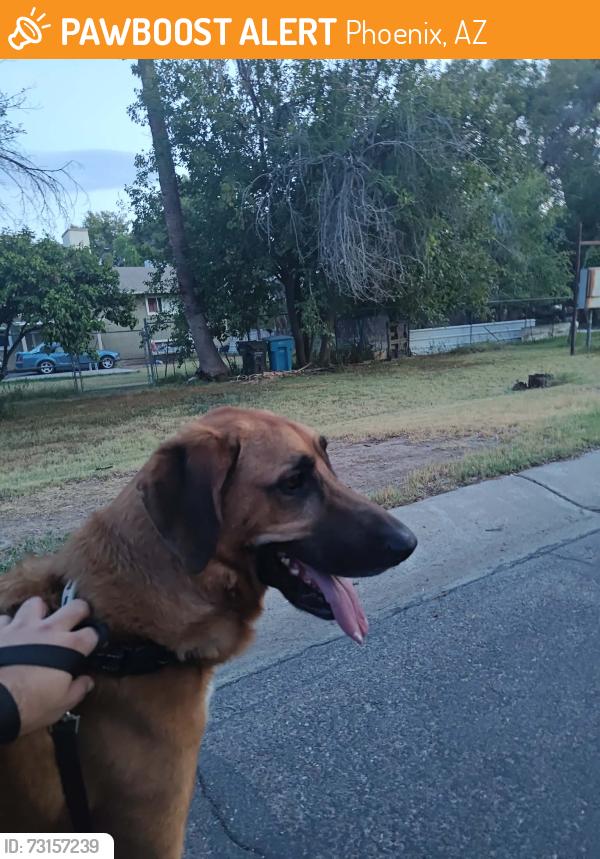 Found/Stray Female Dog last seen Northern Ave and 30th Ave, Phoenix, AZ 85051