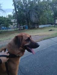 Found/Stray Female Dog last seen Northern Ave and 30th Ave, Phoenix, AZ 85051