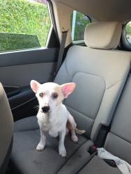 Found/Stray Female Dog last seen Franklin Park, Huntington Beach, Huntington Beach, CA 92647