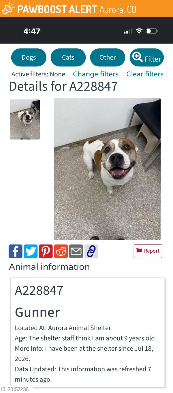 Found/Stray Male Dog last seen Progress and Valdai, Aurora, CO 80011