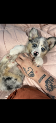 Lost Female Dog last seen Shady Acres Rv Park, Cleburne, TX 76031