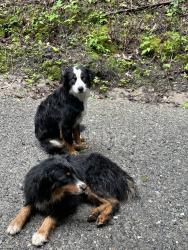 Found/Stray Unknown Dog last seen Big Laurel and Sutton Town Rd Waynesville NC 28785, Waynesville, NC 28785
