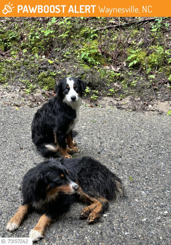 Found/Stray Unknown Dog last seen Big Laurel and Sutton Town Rd Waynesville NC 28785, Waynesville, NC 28785