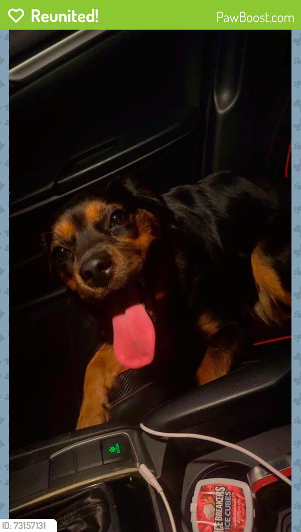 Reunited Female Dog last seen Maryland Avenue, Woodbridge, VA 22191