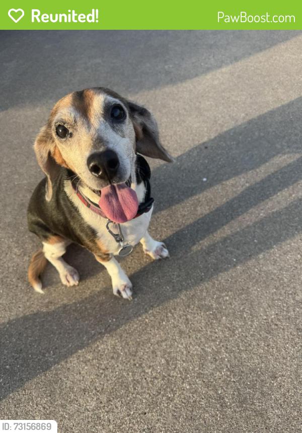 Reunited Female Dog last seen Turtledove and west meadow, Cleburne, TX 76033