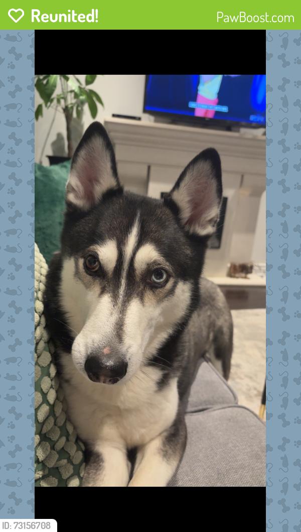 Reunited Male Dog last seen Richmondhill, Richmond Hill, ON L4E 0N5