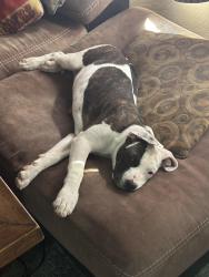 Lost Female Dog last seen California City Boulevard and Neuralia Road, California City, CA 93505