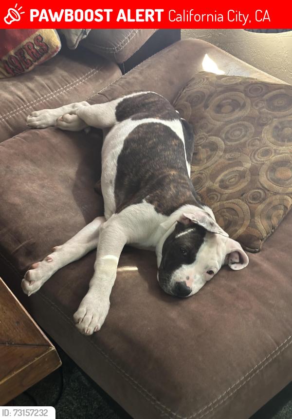 Lost Female Dog last seen California City Boulevard and Neuralia Road, California City, CA 93505