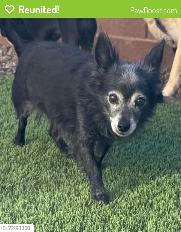 Reunited Male Dog last seen Cedar Ave & N 21st St, Las Vegas, NV 89101, USA, Las Vegas, NV 89101