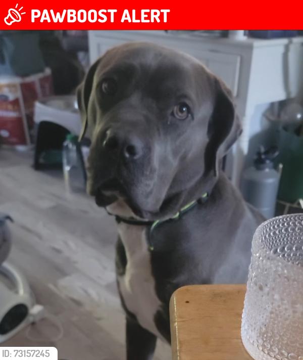 Lost Female Dog last seen Sunoco gas station, Upper Darby Township, PA 19018
