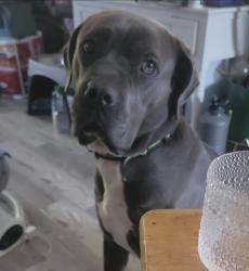 Lost Female Dog last seen Sunoco gas station, Upper Darby Township, PA 19018