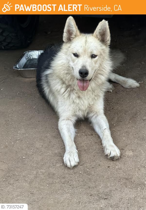 Found/Stray Male Dog last seen 45th and via Corvia, Riverside, CA 92509