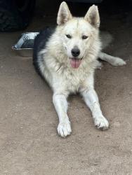 Found/Stray Male Dog last seen 45th and via Corvia, Riverside, CA 92509