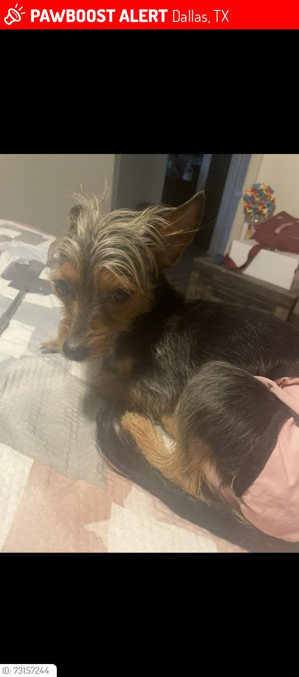 Lost Female Dog last seen Rosemead and midway, Dallas, TX 75287