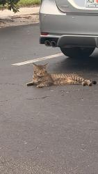 Found/Stray Unknown Cat last seen Near NE 5th Av 33431 Boca Raton, Fort Lauderdale, FL 33334