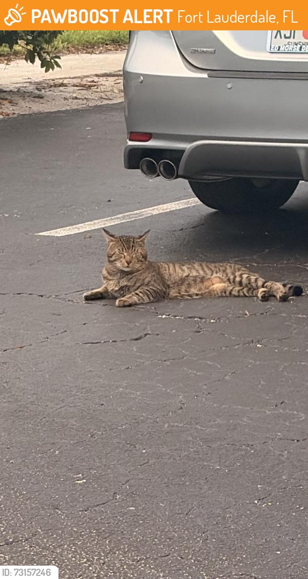 Found/Stray Unknown Cat last seen Near NE 5th Av 33431 Boca Raton, Fort Lauderdale, FL 33334