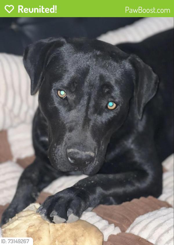 Reunited Female Dog last seen Glendale & Litchfield, Glendale, AZ 85307
