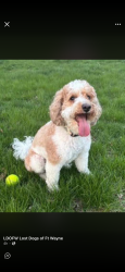 Lost Male Dog last seen Dawnsford & Woodgate, Fort Wayne, IN 46804