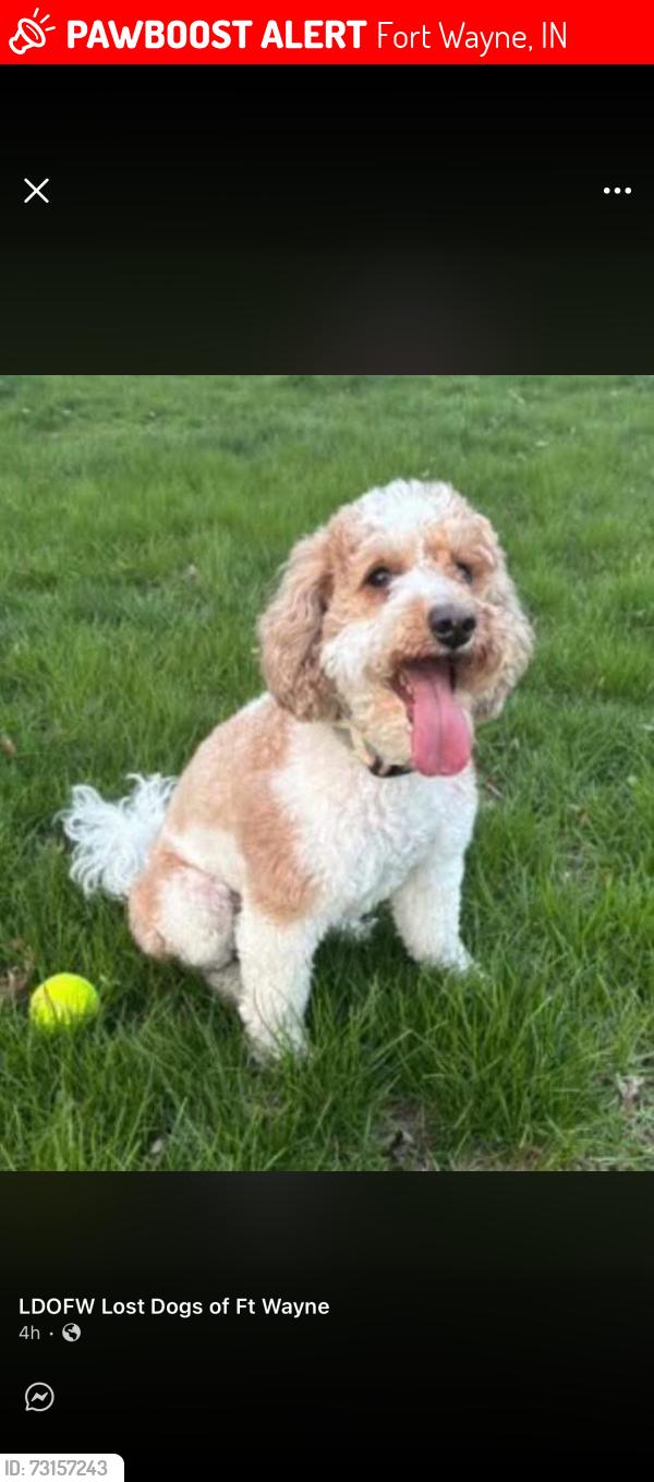 Lost Male Dog last seen Dawnsford & Woodgate, Fort Wayne, IN 46804